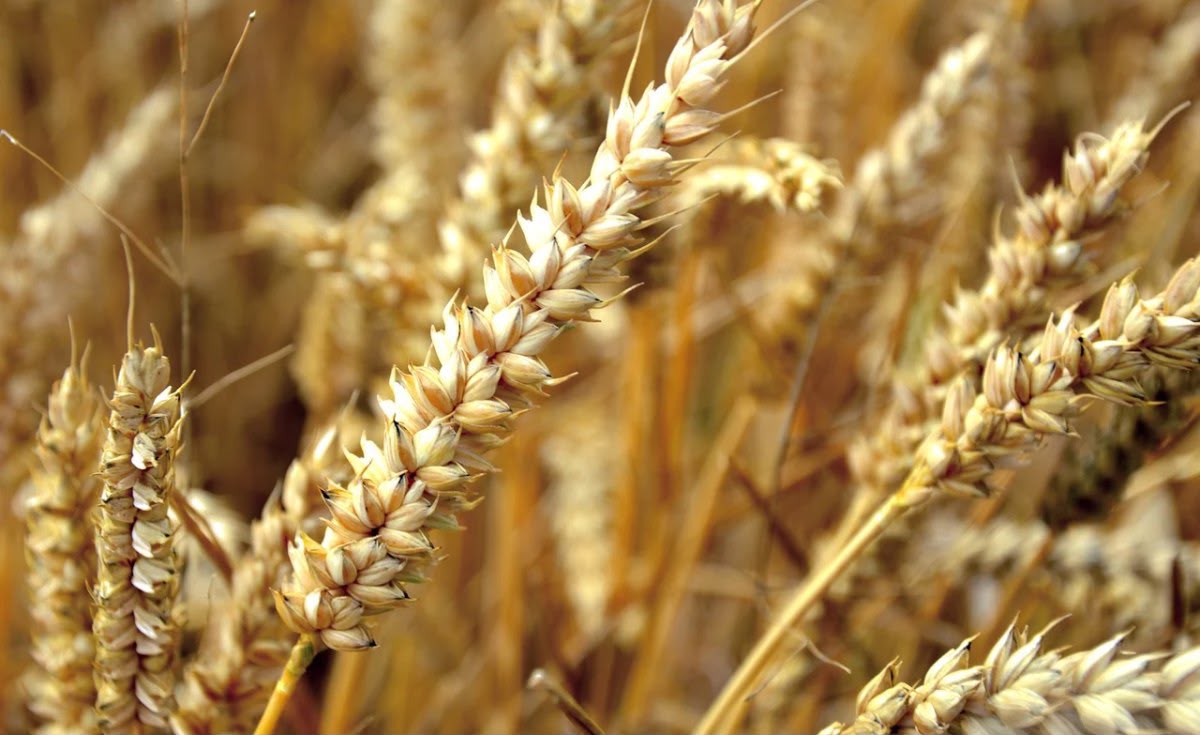 Golden durum wheat field at harvest